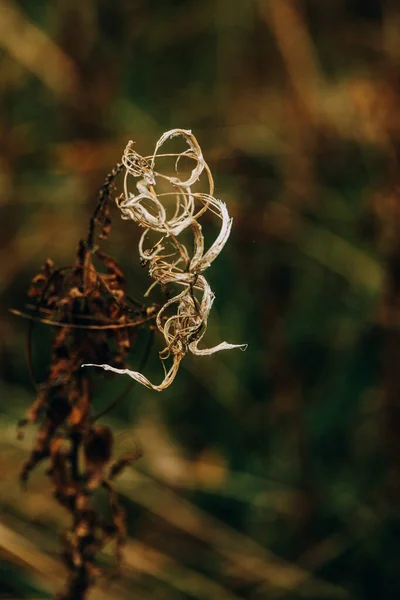 自然を背景にした美しい抽象的な秋の植物 — ストック写真