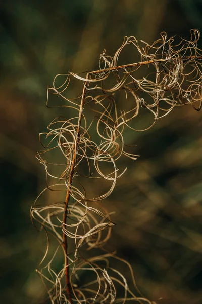 Vacker Intressant Abstrakt Höst Växt Naturlig Bakgrund — Stockfoto