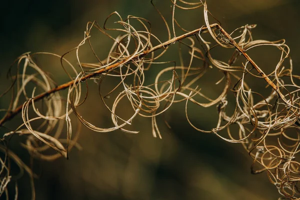 Belle Plante Automne Abstraite Intéressante Sur Fond Naturel — Photo