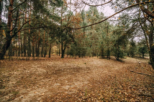 Krásný Podzim Les Krajina Šedý Listopad Den — Stock fotografie