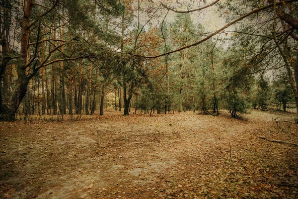 Gri Kasım Gününde Güzel Sonbahar Ormanı Manzarası — Stok fotoğraf