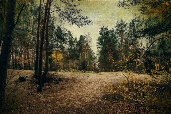 Gri Kasım Gününde Güzel Sonbahar Ormanı Manzarası — Stok fotoğraf