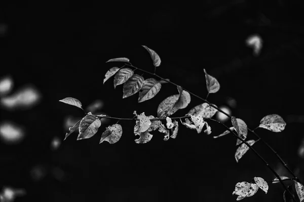 美丽的秋天的树叶落在黑白的树枝上 — 图库照片