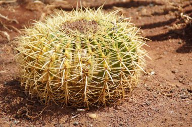 Bahçede büyüyen güzel, büyük, yeşil, orijinal kaktüs. Yakın plan.