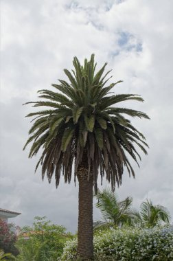 Tropiklerde büyüyen güzel yeşil palmiye ağaçları.