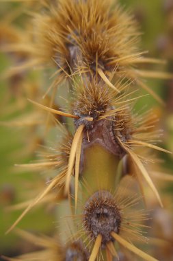 Bahçede büyüyen güzel, büyük, yeşil, orijinal kaktüs. Yakın plan.