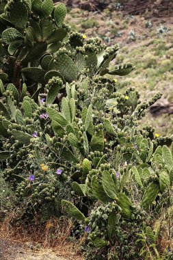 Bahçede büyüyen güzel, büyük, yeşil, orijinal kaktüs. Yakın plan.