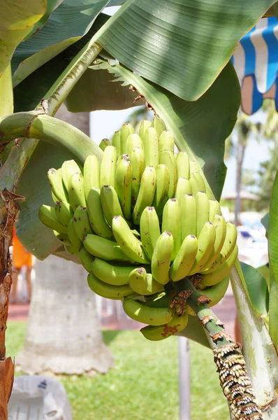 Hermosas Bananas Maduras Saludables Árbol Entre Hojas Verdes —  Fotos de Stock
