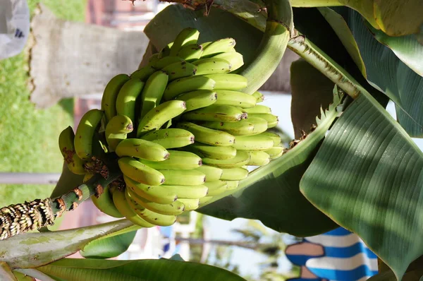 Hermosas Bananas Maduras Saludables Árbol Entre Hojas Verdes —  Fotos de Stock