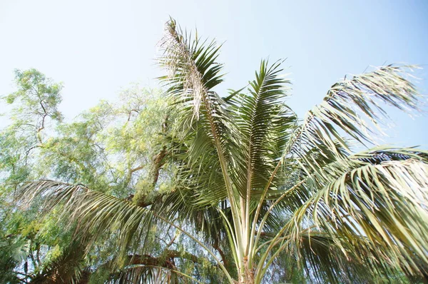 熱帯地方に自生する美しい緑の大きなヤシの木 — ストック写真