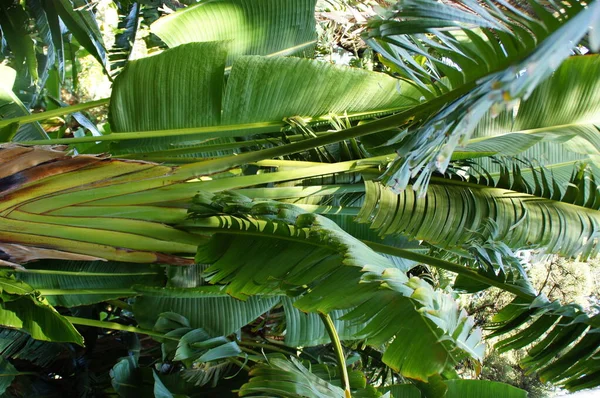 Beautiful Green Large Palm Tree Growing Tropics — Stock Photo, Image