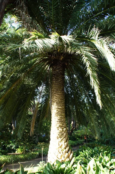 热带地区生长着美丽的绿色大棕榈树 — 图库照片