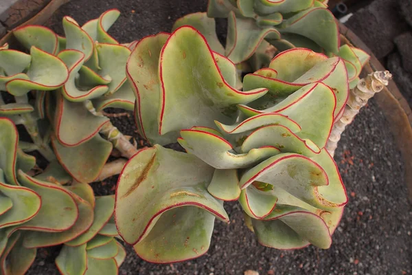 Beau Curieux Grand Vert Cactus Original Poussant Dans Jardin Gros — Photo