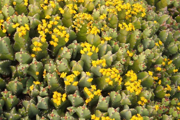 Krásný Zvědavý Velký Zelený Originál Kaktus Květ Rostoucí Zahradě Zblízka — Stock fotografie