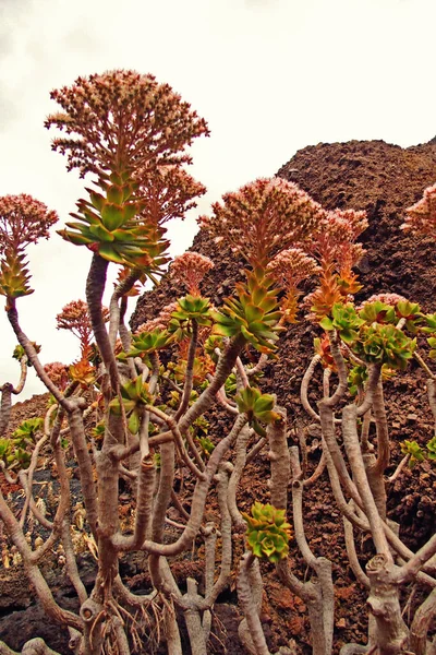 Gyönyörű Kíváncsi Nagy Zöld Eredeti Kaktusz Kertben Közelről — Stock Fotó