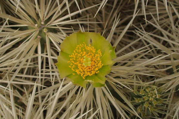 Gyönyörű Kíváncsi Nagy Zöld Eredeti Kaktusz Kertben Közelről — Stock Fotó