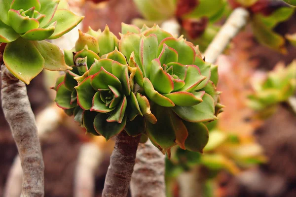Hermoso Curioso Gran Cactus Verde Original Creciendo Jardín Cerca — Foto de Stock