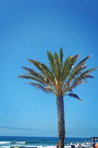 Mooie Groene Grote Palmboom Groeiend Tropen — Stockfoto