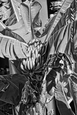 Güzel, sağlıklı, olgun muzlar yeşil yaprakların arasında bir ağaçta.