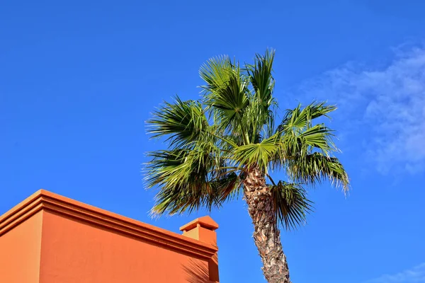 Beautiful Green Large Palm Tree Growing Tropics — Stock Photo, Image