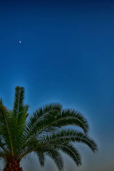 Vacker Grön Stor Palm Växer Tropikerna — Stockfoto