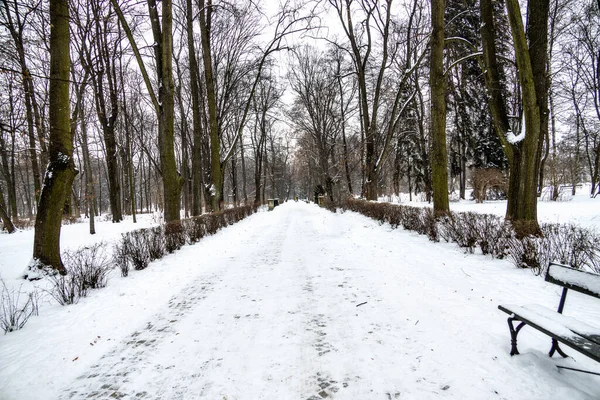 Piękny Park Warszawie Polska Śnieżny Zimowy Dzień — Zdjęcie stockowe