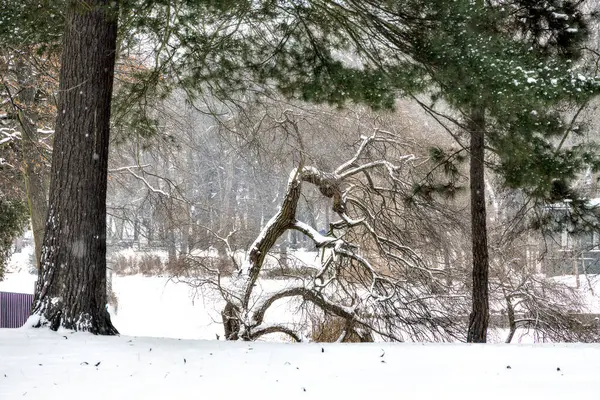 Piękny Zimowy Krajobraz Śnieżny Dzień Drzewem — Zdjęcie stockowe