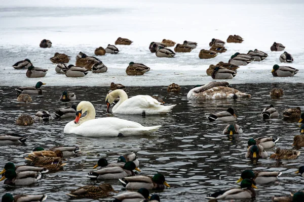 Schöne Vögel Enten Und Schwäne Auf Einem Zugefrorenen See Einem — Stockfoto