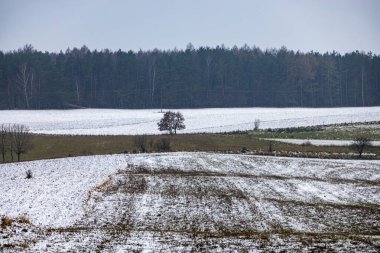 Polonya 'da bulutlu bir günde kar yağan güzel kış tarım manzarası