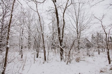 Ormanda karla kaplı ağaçlar ve dar bir patika olan güzel kış manzarası.