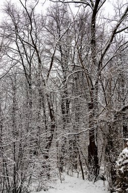 Ormanda karla kaplı ağaçlar ve dar bir patika olan güzel kış manzarası.