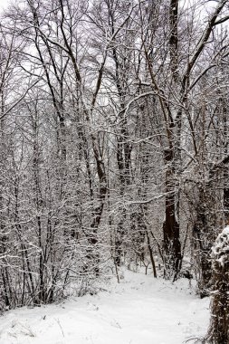 Ormanda karla kaplı ağaçlar ve dar bir patika olan güzel kış manzarası.