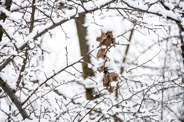 Bela Folha Marrom Galho Árvore Contra Fundo Neve Branca Dia — Fotografia de Stock