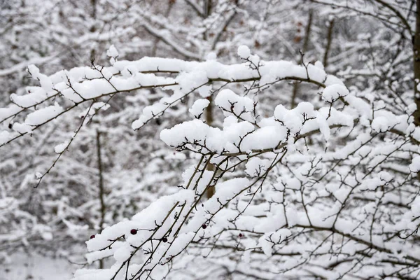 Όμορφο Χειμερινό Φυσικό Τοπίο Χιονισμένα Δέντρα Στο Δάσος Και Ένα — Φωτογραφία Αρχείου