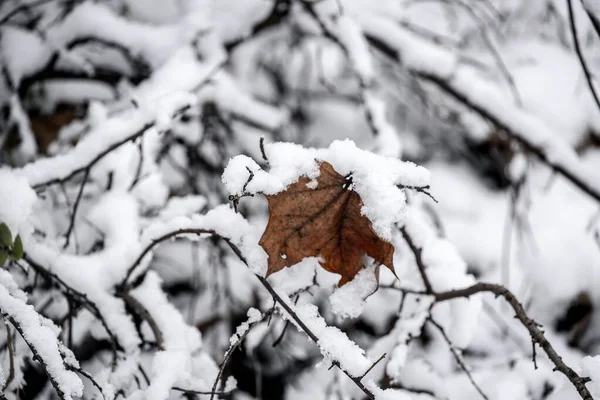 Bela Folha Marrom Galho Árvore Contra Fundo Neve Branca Dia — Fotografia de Stock