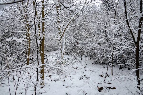 Bela Paisagem Natural Inverno Com Árvores Cobertas Neve Floresta Caminho — Fotografia de Stock