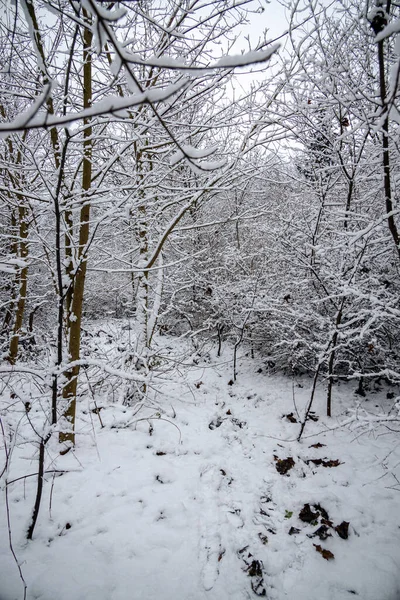 Hermoso Paisaje Natural Invierno Con Árboles Cubiertos Nieve Bosque Camino — Foto de Stock