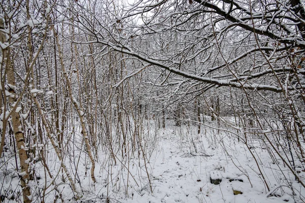 Hermoso Paisaje Natural Invierno Con Árboles Cubiertos Nieve Bosque Camino — Foto de Stock