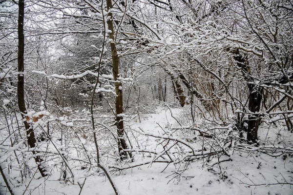 Hermoso Paisaje Natural Invierno Con Árboles Cubiertos Nieve Bosque Camino — Foto de Stock