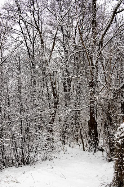 Hermoso Paisaje Natural Invierno Con Árboles Cubiertos Nieve Bosque Camino — Foto de Stock
