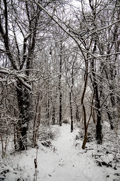 Prachtig Winterlandschap Met Besneeuwde Bomen Het Bos Een Smal Pad — Stockfoto