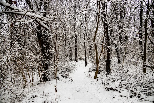 Красивый Зимний Природный Ландшафт Заснеженными Деревьями Лесу Узкой Тропинкой — стоковое фото