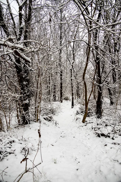 Bela Paisagem Natural Inverno Com Árvores Cobertas Neve Floresta Caminho — Fotografia de Stock