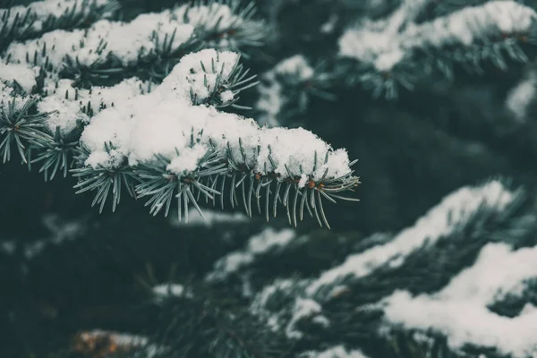 Çam Kozalaklarının Yeşil Dalı Parka Yakın Beyaz Taze Karla Kaplıdır — Stok fotoğraf