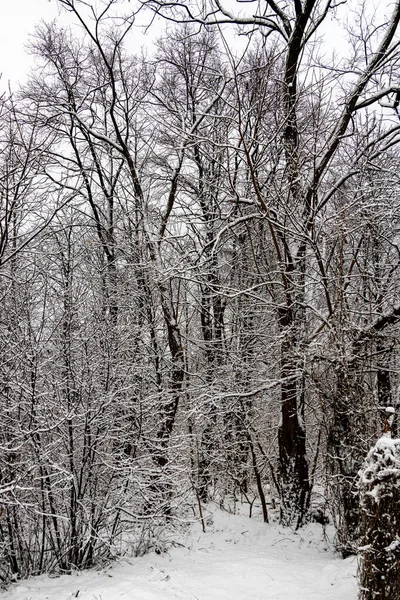 Piękny Zimowy Krajobraz Pokrytymi Śniegiem Drzewami Lesie Wąską Ścieżką — Zdjęcie stockowe