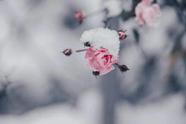 Hermosa Rosa Con Nieve Blanca Jardín Día Helado — Foto de Stock