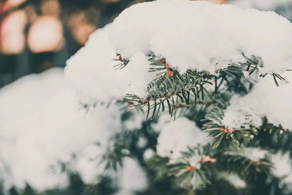 Πράσινο Κλαδί Από Κωνοφόρο Πεύκο Που Καλύπτεται Λευκό Φρέσκο Χιόνι — Φωτογραφία Αρχείου