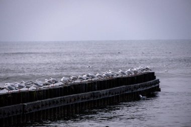 Baltık Denizi 'nin güzel deniz manzarası. Sakin bir günde, üzerinde ahşap bir dalgakıran ve martılar oturuyor.