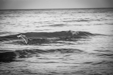 Polonya 'da Baltık Denizi kıyısındaki güzel büyük martı kuşu.