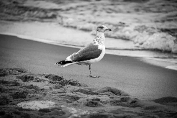 Polonya Baltık Denizi Kıyısındaki Güzel Büyük Martı Kuşu — Stok fotoğraf